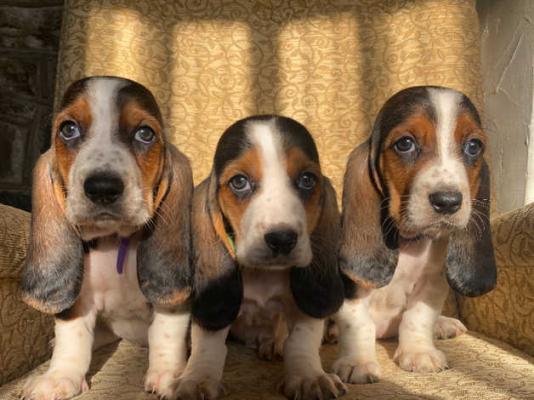 Beautiful Basset Hound Puppiess for sale kc reg